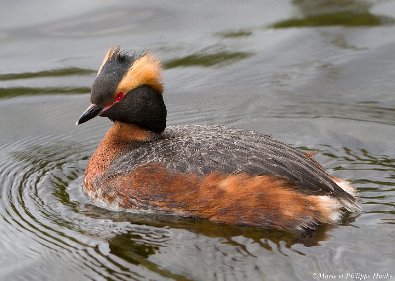 Grebe esclavon 6595_wm.jpg - Grèbe esclavon, Podiceps auritus, Horned Grebe (Suède, mai 2011)
